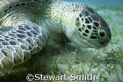one of the giant green turtles that live at Marsa Alam - ... by Stewart Smith 